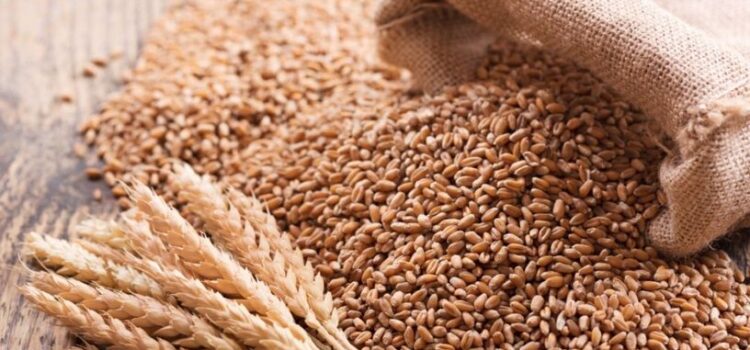 Buğday ithalatı yasağı kota sistemiyle kısmen kaldırılıyor Buğday ithalatı yasağı kota sistemiyle kısmen kaldırılıyor